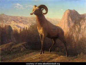 Oil mountain Painting - A Rocky Mountain Sheep Ovis Montana by Bierstadt, Albert