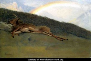 Oil bierstadt, albert Painting - Rainbow Over A Fallen Stag by Bierstadt, Albert