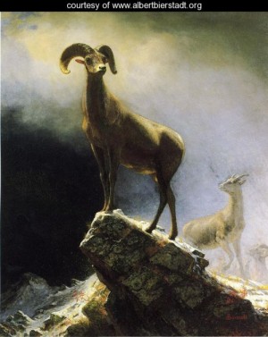 Oil mountain Painting - Rocky Mountain Sheep by Bierstadt, Albert