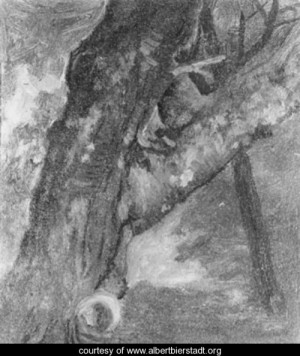 Oil tree Painting - Study Of A Tree by Bierstadt, Albert