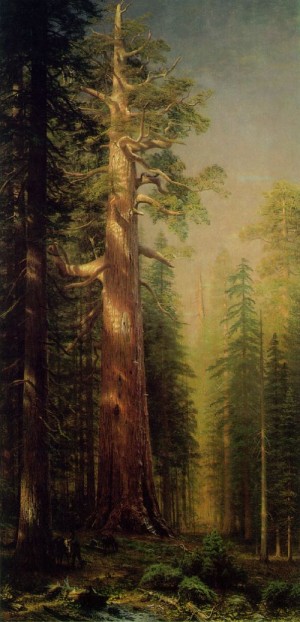 Oil the Painting - The Great Trees, Mariposa Grove, California 1876 by Bierstadt, Albert