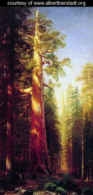 Oil bierstadt, albert Painting - The Great Trees Mariposa Grove California by Bierstadt, Albert