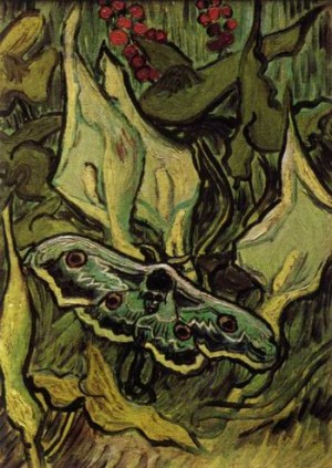 Oil still life Painting - Great Peacock Moth,1889 by Vincent ，Van Gogh