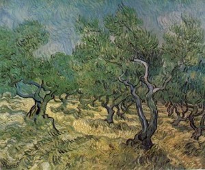 Oil still life Painting - Olive Grove, 1889 by Vincent ，Van Gogh