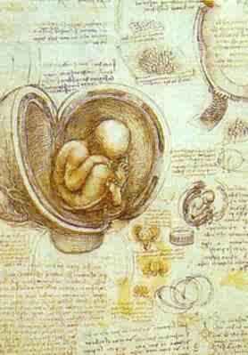 Oil the Painting - The Foetus in the Womb. c.1510-1512 by Da Vinci,Leonardo