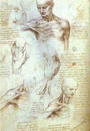 Oil da vinci,leonardo Painting - The Neck and Shoulder of a Man. c. 1509-1510 by Da Vinci,Leonardo