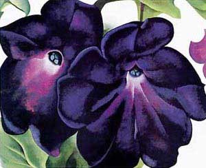  Photograph - Black and Purple Petunias by O'Keefe