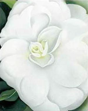 Oil o'keefe Painting - White Camelia 1938 by O'Keefe